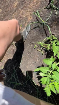 My Natural Organic Fertilizer
