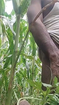 Big Black Hawking in the Cornfield