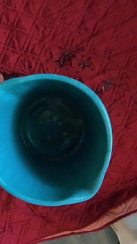 BBW Goddess Pee Bucket