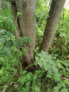 Żonaty Straight Man oklep pieprzy innego mężczyznę i spuści się w jego ciasnej dupie