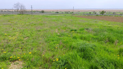 Bayer911: Torta dalla quercia