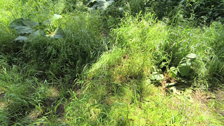 Bouncy Tits Action: Brüste Quälen Vor Dem Baum