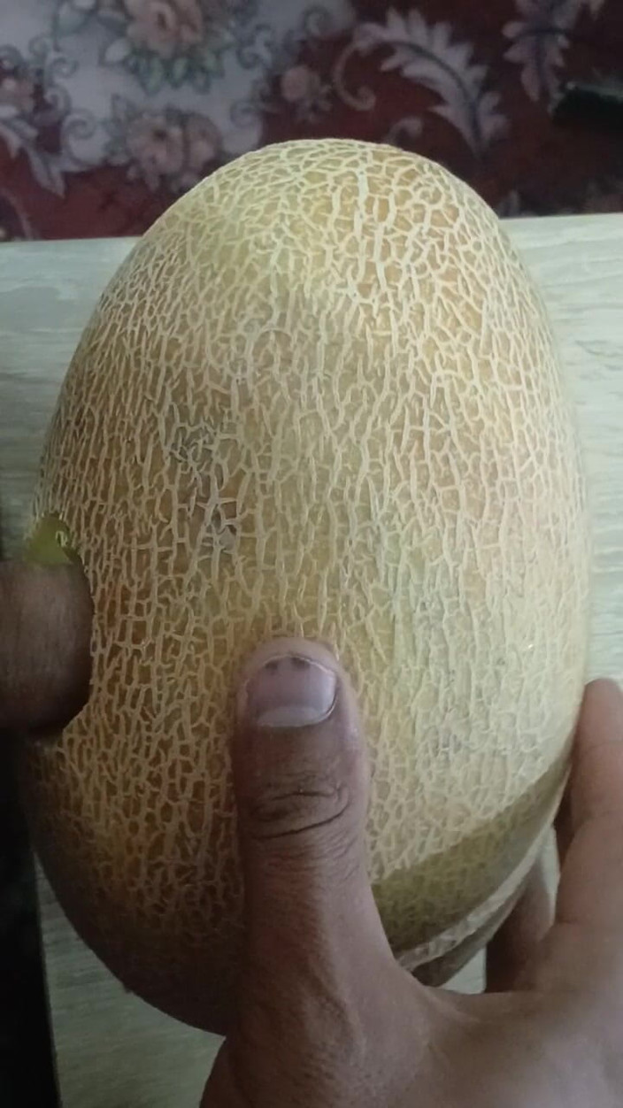 AlexCat: Melon ka naam Yulia
