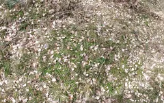 Slapping and Milking Hanging Tits in the Woods