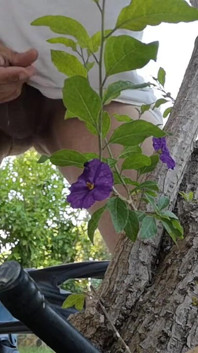 Watch Me Jerking off Outdoors While Hiding Behind a Tree