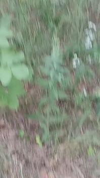 Nuestra tercera novia sigue mirando en el parque para que nadie nos pille teniendo sexo