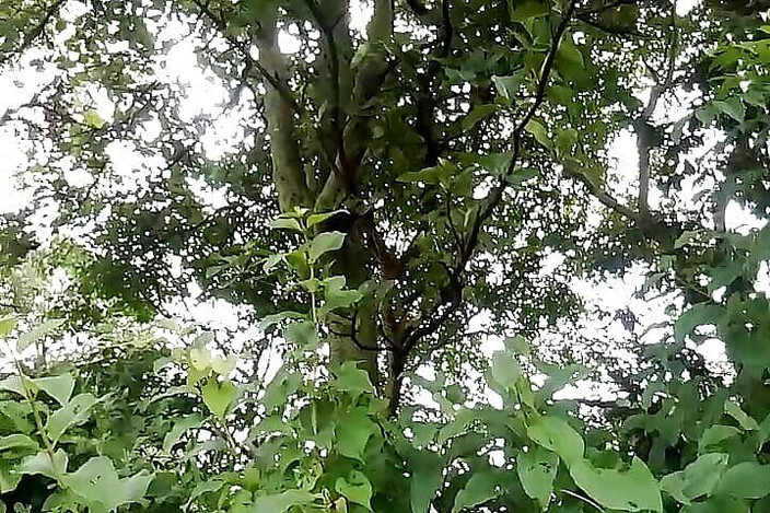 Gangbang straight: 狂野的面具男人第一次在他的村子亚洲联盟中裸体