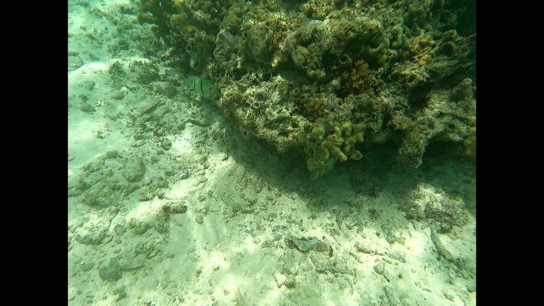 love angels from hell: Làm tình trên đảo Debauchery. Maldives là một thiên đường cho những...