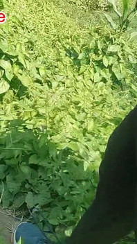 Desi Bangali Boy in Forest Fuk Tree