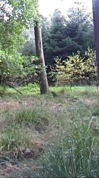 Big boobs babe sent to forest naked
