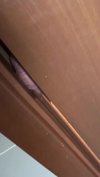 Bdsm kız taşaklarını tokatlıyor