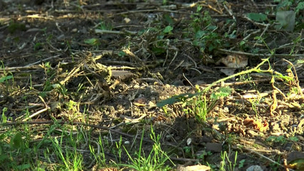 German Full Movies: Kırmızı Iç Çamaşırlı Edepsiz Çifte Sikiş