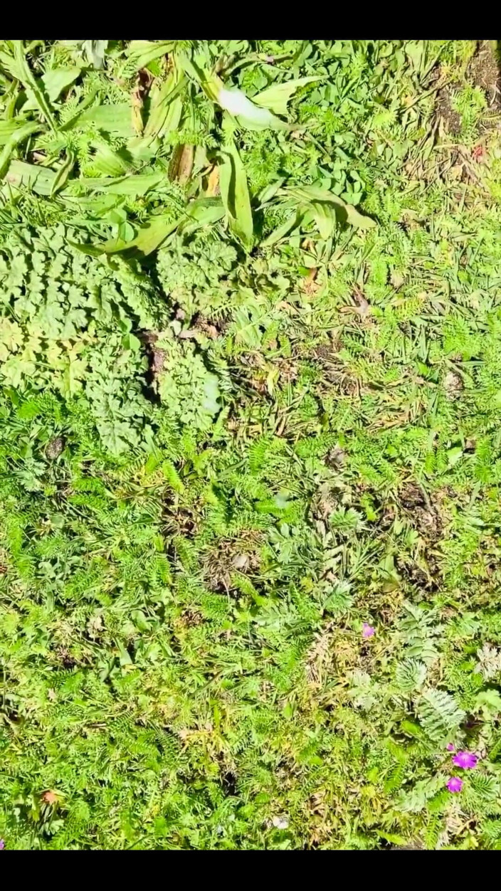 Sem Devon: La mia prima compilation all'aperto