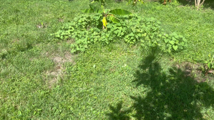 ragil01: Nude in the Back Yard