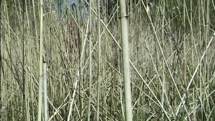 Sextermedia by Pete: Nude MILF Masturbating Outdoors