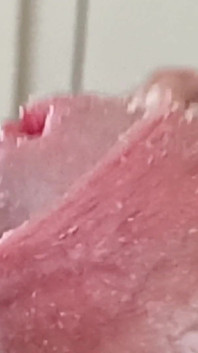 Smegma Foreskin Roll. bigpisser