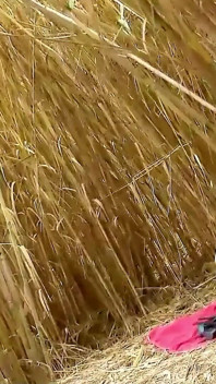 Skinny teen Angela gets fucked in the field by her step brother