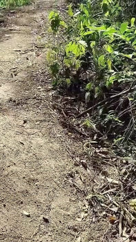 Era Simples Caminhada Numa Trilha Com Minha Irma E Um Estranho Apareceu