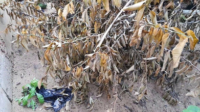 Bumba: Pinkeln, hart, hart gut hart