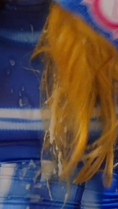 Cute Trans Girl Swallows Huge Load of Cum From BBC Dildo on Halloween (shemale Gokkun) thumbnail