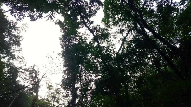 Lustybaby605: Jungle Adventures 2.3 Šukání hluboko v lese