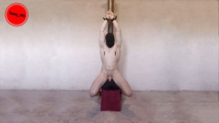 Tommy_1995: 激烈的 Sybian 前列腺挤奶高潮克制的家伙呻吟