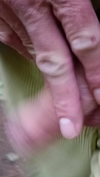 Big Uncut Cock Out Walking, Pissing, Wanking in the Woods Wearing Cords - Rockard Stepdaddy