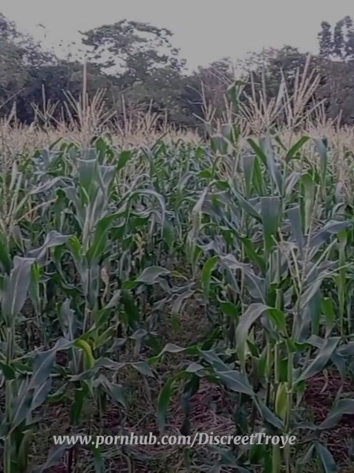 Troye_AsianPinoy: Byl odhalen můj veiny pták v Cornfield a Cum - Pinoy...