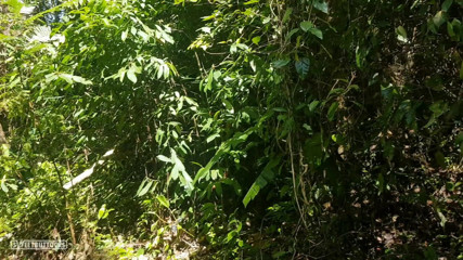 SweetButtocks: Naked photo session in the jungle