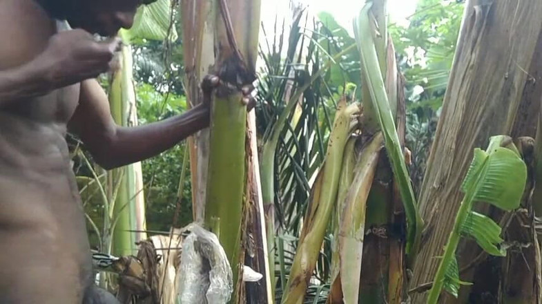 Bangcum8: Homem sozinho na floresta e faça a árvore plantain é esposa e...