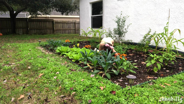 kactus kutie: Кошечка кончает в Кале