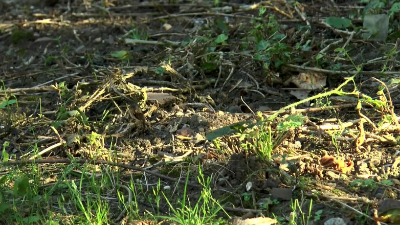 German Full Movies: 穿着红色内衣的下流双插性爱