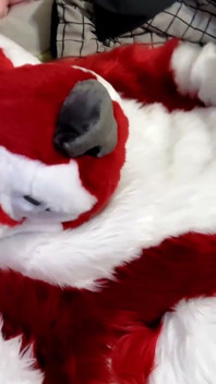 Jerking off and Showing Footpaws in Full-body Fursuit