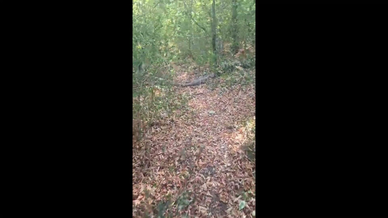 steffigeil: Di Live Session, saya tersembur di hutan.
