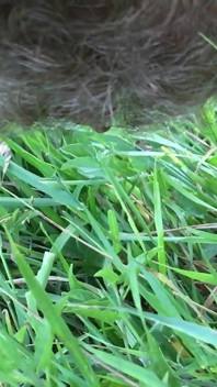 Hairy Pee Outdoor