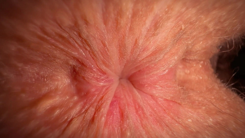 Gigi oficial: 그녀의 엉덩이를 핥고, 끈으로 닦고, 팬티를 나와 함께 가져갔어