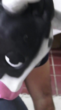 Fai questo a Me, Pagliaccio! Maiale, Gatto e Mucca!