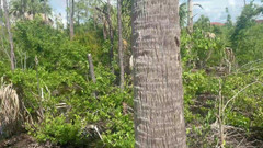 Miss Ellie Roleplay: První rande