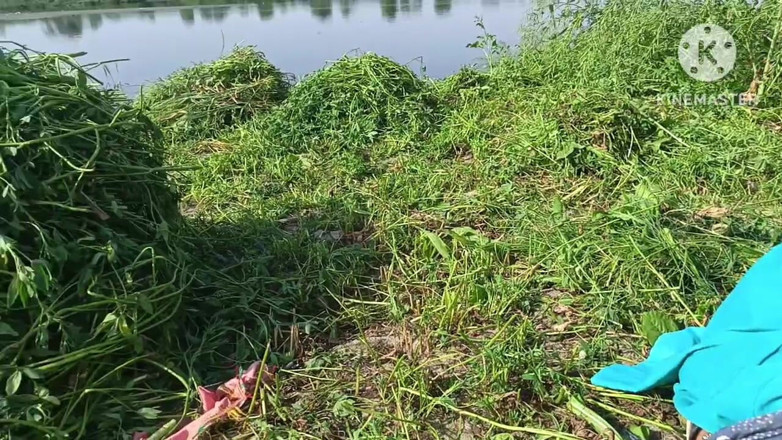 Savita5343: Meine schwiegerschwegerin im Doggystyle in einem Senffeld auf dem Ganga...