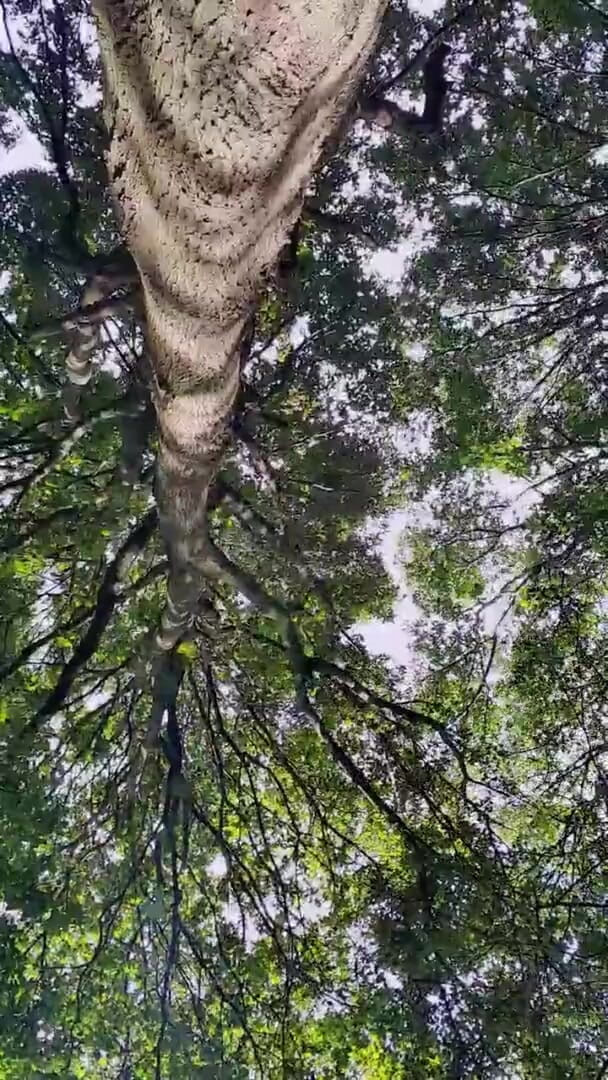 Slutboyben: रंडीबॉयबेन कैम4 सेक्सी मंडरा रही लड़की iii लाइव आउटडोर एक्सपोजर