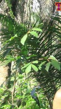 Questi Amanti Del Villaggio Amatoriale Si Sono Incontrati Di Nuovo Nel Cespuglio E Hanno Scopato Hardcore