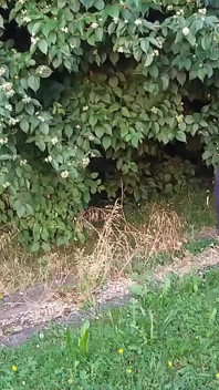 Şeffaf Taytlar Giymiş Seksi Olgun Bir Kadın.