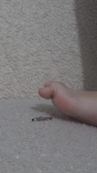Giantess przyrodnia siostra bawi się z małym przyrodnim bratem zjada go, siada na nim ze swoją wielką dupą, wkłada go pod pachy,
