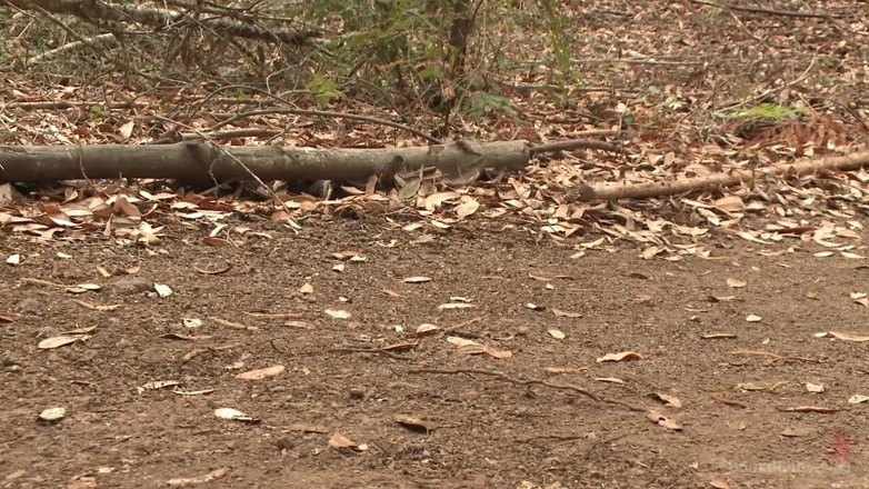 Bound gods: Mercilessly Fucked in the Woods &amp; Buried Alive
