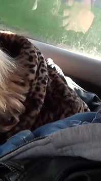 Backseat Blowjob