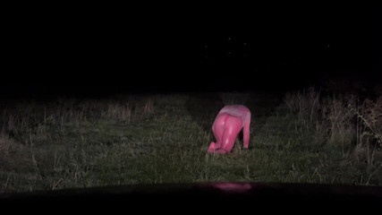 PervyLara: Pink Latex Petplay Venkovní Sissy