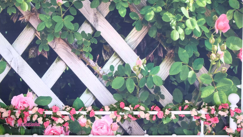 Destination Kat: 盯着我剃光的阴户