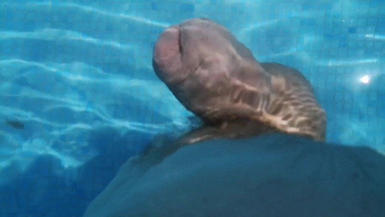 Monster_Meat_: A walk in the pool naked version