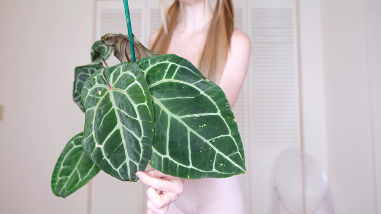 Destination Kat: July Plants