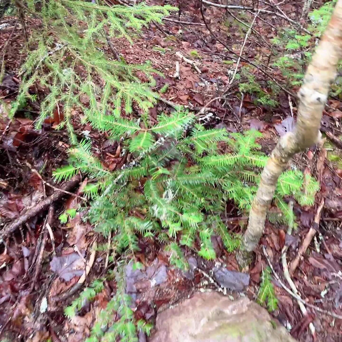 sweethanajapanese: Pussy Pissing Water on the Rock